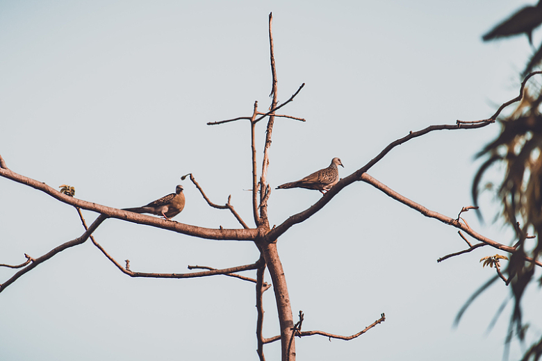 两只鸟栖息在树枝上