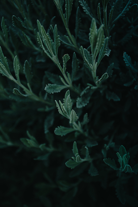 夜晚一株绿色植物的特写