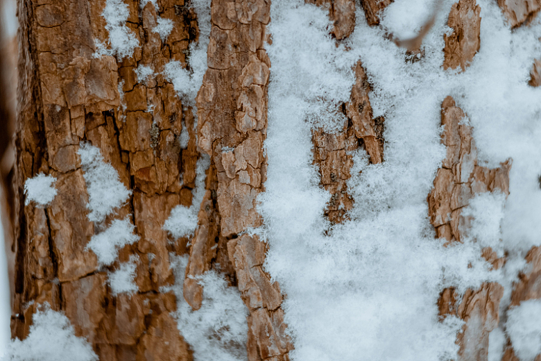 树皮上积雪的特写