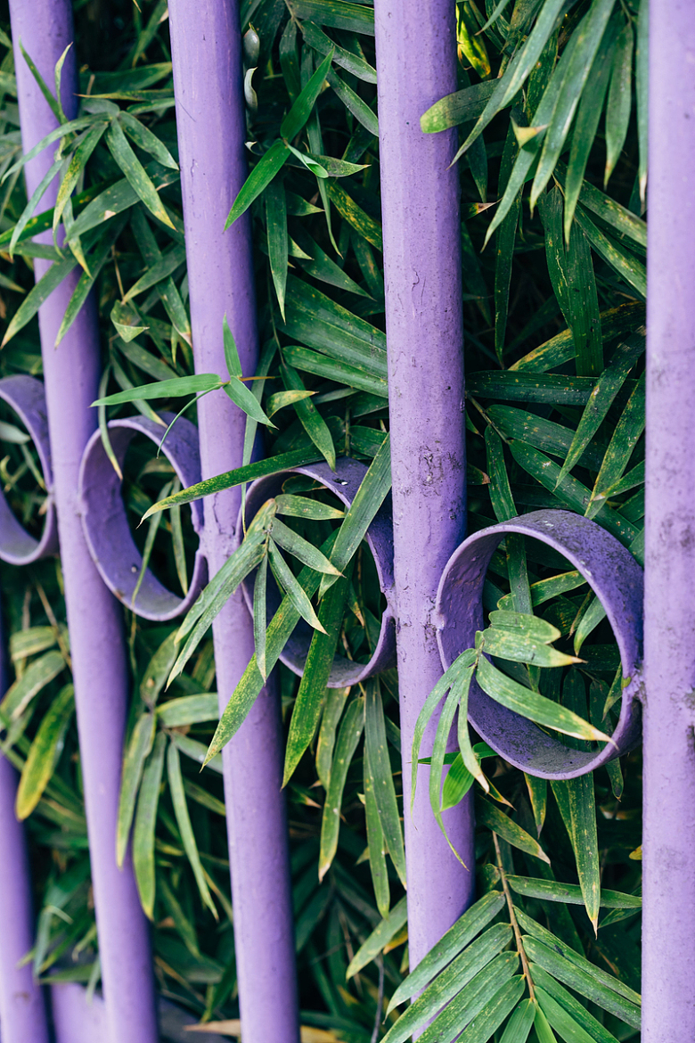 绿叶茂盛的紫色栅栏