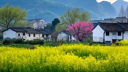 中国古村落春天田野背景