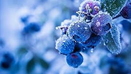 蓝莓水果背景