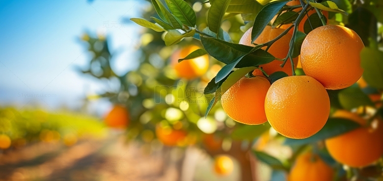橙子树景色远山蓝色背景