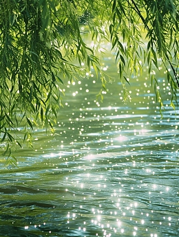 夏日湖边垂柳