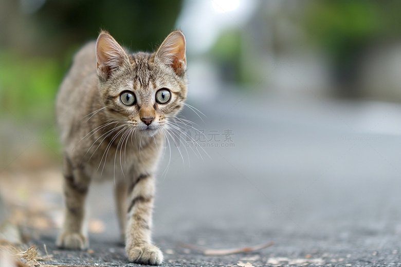 在路上走的可爱猫咪