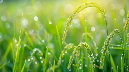 春天下雨禾苗谷雨绿色壁纸背景