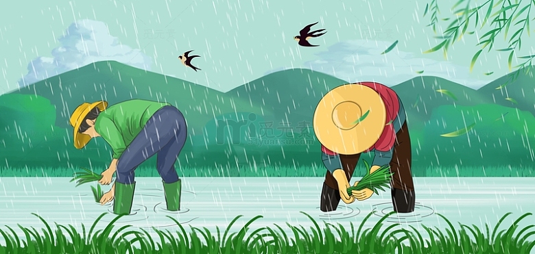 谷雨气节农民插秧