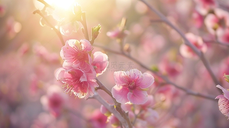 春天鲜花花朵唯美粉色壁纸背景