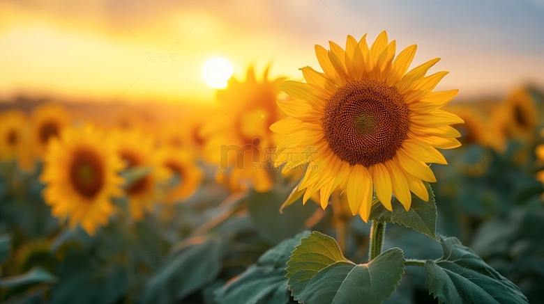 花卉自然向日葵摄影