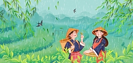 气节采茶谷雨茶园