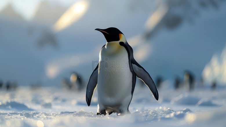 可爱南极企鹅