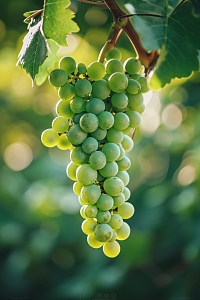 新鲜有机阳光玫瑰葡萄