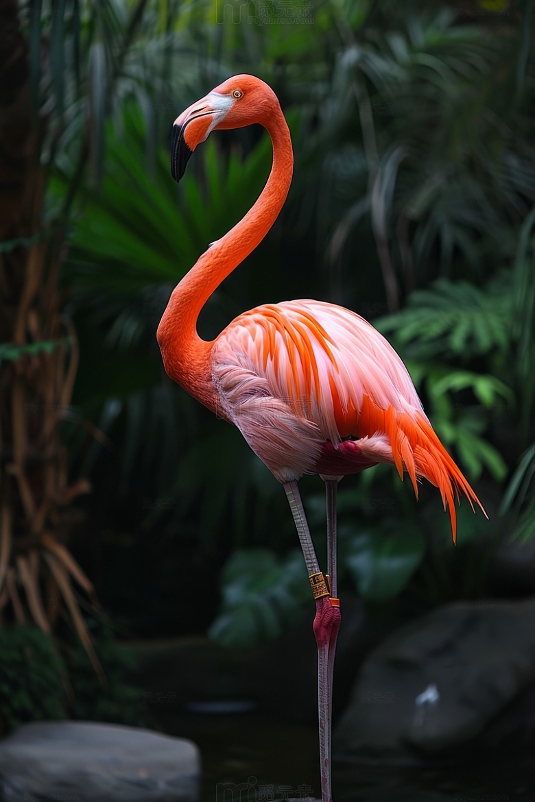 粉红色火烈鸟的腿和羽毛