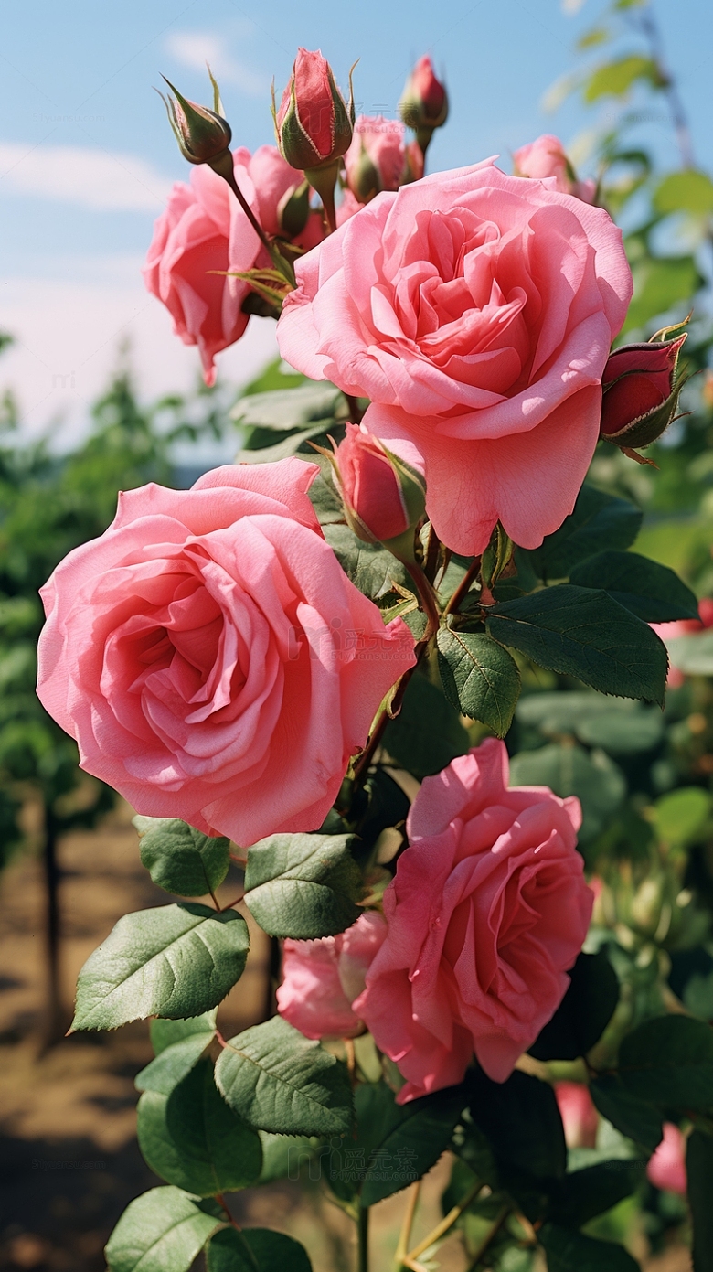 花坛粉红玫瑰花