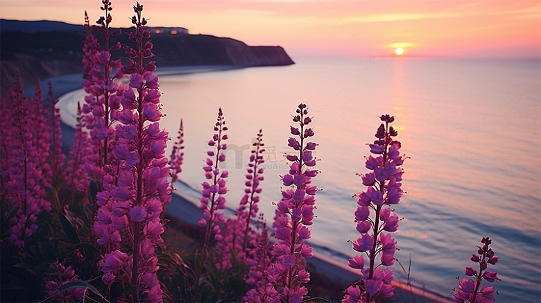 太阳海面湖面鲜花紫色风景