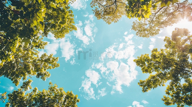天空蓝天白云阳光绿色植物大树