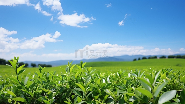 绿色春茶茶园风景