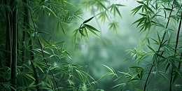 幽深迷雾竹林