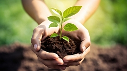 手捧树苗禾苗植物生命绿洲自然环保