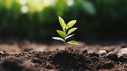 禾苗树苗土壤生命自然环保场景壁纸