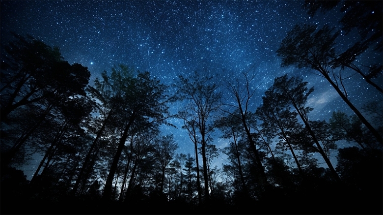 星空大树森林夜晚唯美场景