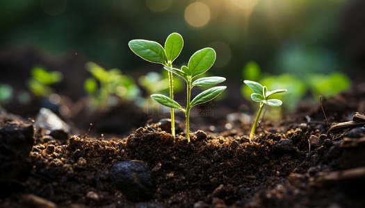 新芽从泥土里露出来