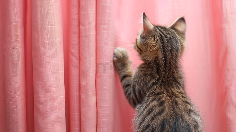 狸花猫在抓窗帘