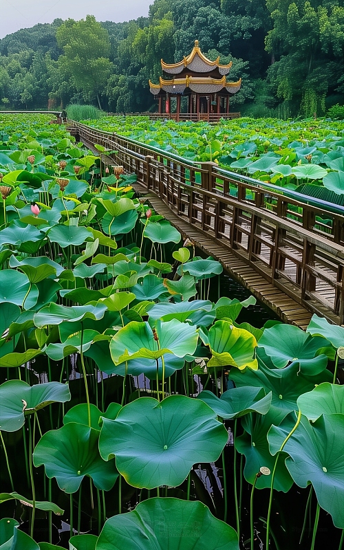 亭子荷叶荷花唯美风景