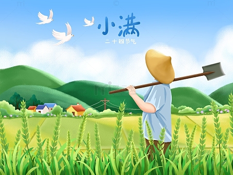 小满节气白鸽麦田小麦农民