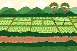 种在水田中的禾苗