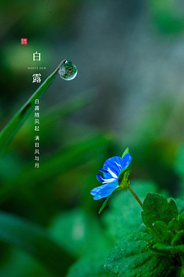 地产寒露白露图片水雾谷雨