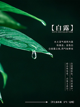 psd竹子白露广告白露素材