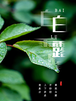 白露图片白露单屏白露意向新中式白露