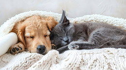 小狗和小猫在一起睡觉摄影图