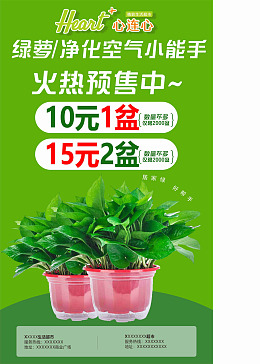 植物植物促销花草绿萝