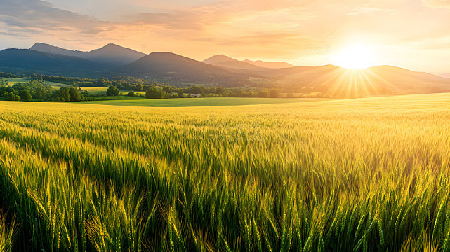 日出下的田野风光