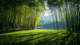 湖边竹林绿地晨光