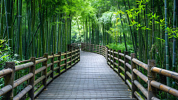 竹林中的木栈道自然风景