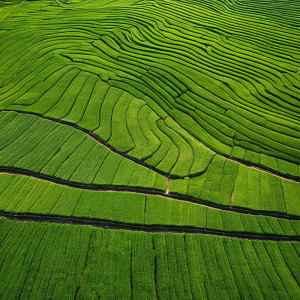 几何绿意稻田的宁静画卷