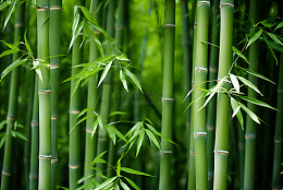 绿色的翠竹林