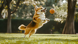 柯基犬在户外跳跃接球的动感宠物摄影图
