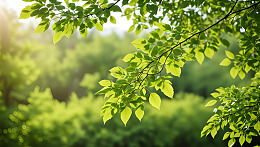 清新绿野枝叶高清