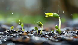 雨后润土嫩芽