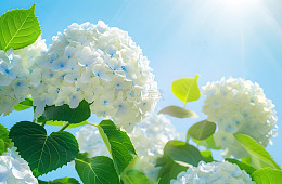 春天白色绣球花