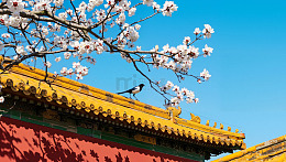 故宫春景花鸟图摄影图