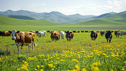 牛群畜牧业牛群牛群