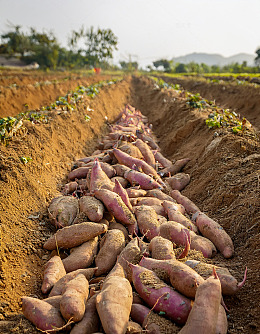 田间垄上刚收获的新鲜红薯健康表皮粗粮