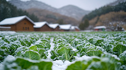雪地种植业蔬菜白菜