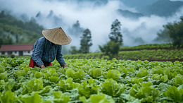 种植清晨蔬菜