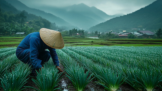 种植业葱田农田大葱